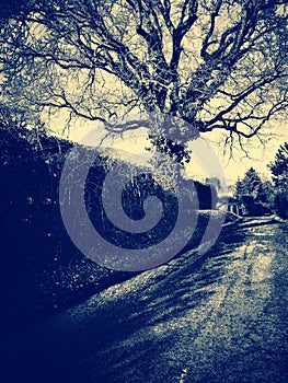 Mystical winter graphics for trees