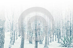Mystical wood in the foggy
