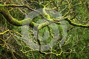 Mystical Woods, Natural green moss on the old oak tree branches. Natural Fantasy forest background