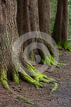 Mystical Woods, Natural green moss on the old oak tree roots. Natural Fantasy forest background