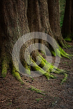 Mystical Woods, Natural green moss on the old oak tree roots. Natural Fantasy forest background