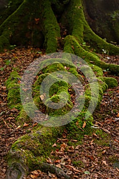 Mystical Woods, Natural green moss in the wild rain autumn forest. Natural Fantasy forest background