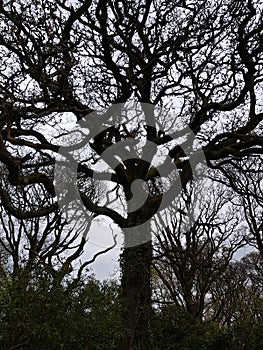 Mystically tree branches