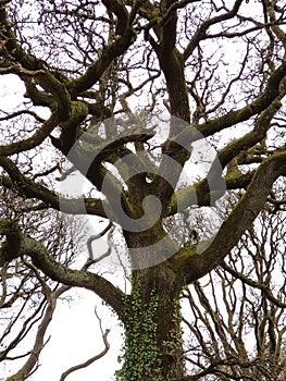 Mystically tree branches