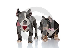 Mystified American Bully puppies looking