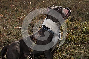 Mystified Amstaff curiously looking upwards