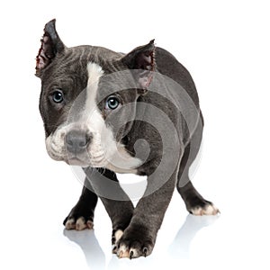 Mystified blue American Bully puppy curiously walking