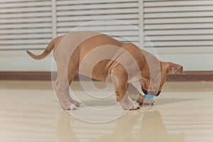 Mystified blue American Bully puppy curiously walking forward with its mouth.