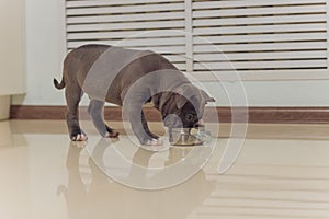 Mystified blue American Bully puppy curiously walking forward with its mouth.