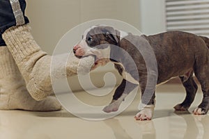 Mystified blue American Bully puppy curiously walking forward with its mouth.