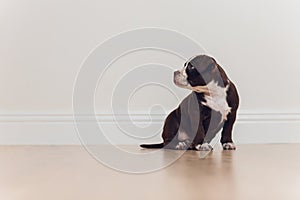 Mystified blue American Bully puppy curiously walking forward with its mouth.