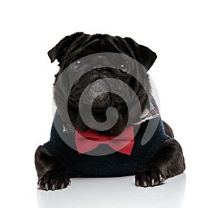 Mystified pug looking forward with its mouth closed