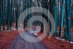 Mystique view of a forest with bare trees and a path in winter