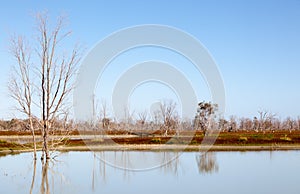 Mystrious dead trees Menindee Lakes Australia