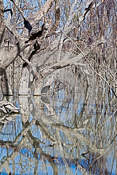 Mystrious dead trees Menindee Lakes Australia