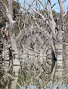 Mystrious dead trees Menindee Lakes Australia