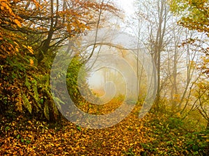 Mysty path in autumn forest with fog and yellow leaves