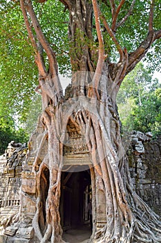 Mytserious, massive spooky, old tree roots growing out of old stone ruins angkor wat, dark entrance in cambodia