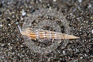 Myurellopsis undulata