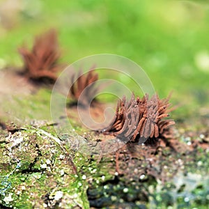 Myxogastria. Stemonitis.Stemonitis fusca, Stemonitis fusca, slimy mold, among the grass. Macro