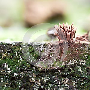 Myxomycetes that grow on decaying wood. Beautiful abstract background