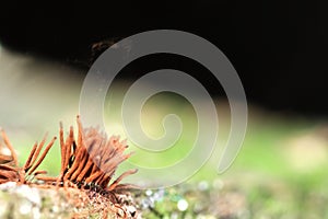 Myxomycetes that grow on decaying wood. Macro