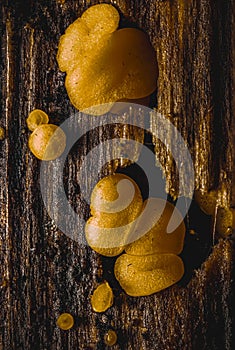 Myxomycetes, yellow,