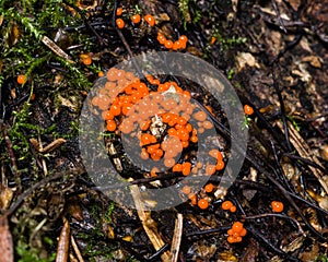 Myxomycota, slime mold fungus, Trichia decipiens macro, selective focus