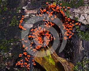 Myxomycota slime mold fungus Trichia decipiens macro, selective focus, shallow DOF