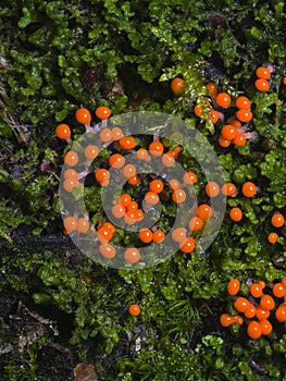 Myxomycota slime mold fungus Trichia decipiens macro, selective focus, shallow DOF