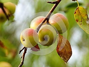 MÃÂ¡lus sylvÃÂ©stris. Apple. photo