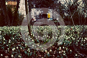 MÃÂ¤rzenbecher - spring snowflake