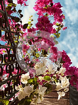 The famed gorgeous flowers of Merida, Mexico - FLOWERS - MEXICO - MERIDA photo