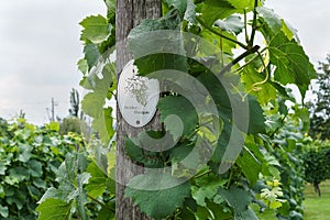 Vine plants with a `MÃÂ¼ller-Thurgau` sign on a vineyard