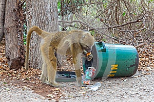 A baboon empties a rubbish bin. photo