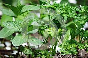 MÃ©ntha mint grows in spring in the garden. Aromatic beneficial herbs