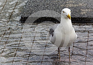 Möwe in einem Brunnen