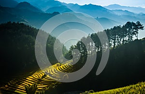 MÃ¹ Cang Cháº£i Rice Terrace, Vietnam