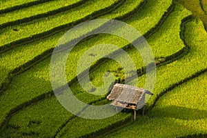 MÃ¹ Cang Cháº£i Rice Terrace, Vietnam