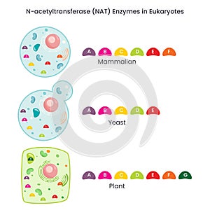 N-acetyltransferase (NAT) enzyme activity in different species