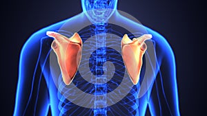 3D Illustration of Human Body Bone Joint Pains Anatomy Scapula