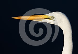 Great Egret