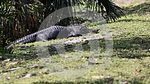 N huge American alligator on the bank.