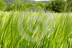 N Light Green Grass Under The SunCloseup
