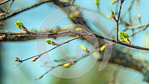 n spring, buds bloom on the trees. macro. soft bokeh background. Flowering branch photo