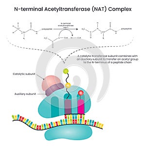N-terminal Acetyltransferase NAT Complex vector illustration diagram