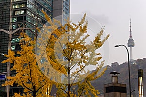 N tower seen from the city centre of Seoul. Autumn season: tree with yellow leaves at the foreground. Pictured from the city