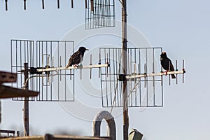 N Two Birds purched on TV arials