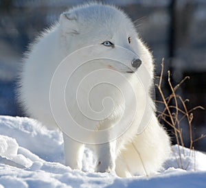 N winter arctic fox Vulpes lagopus, also known as the white, polar or snow fox,