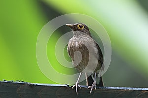 Naaktooglijster, Bare-eyed Thrush, Turdus nudigenis